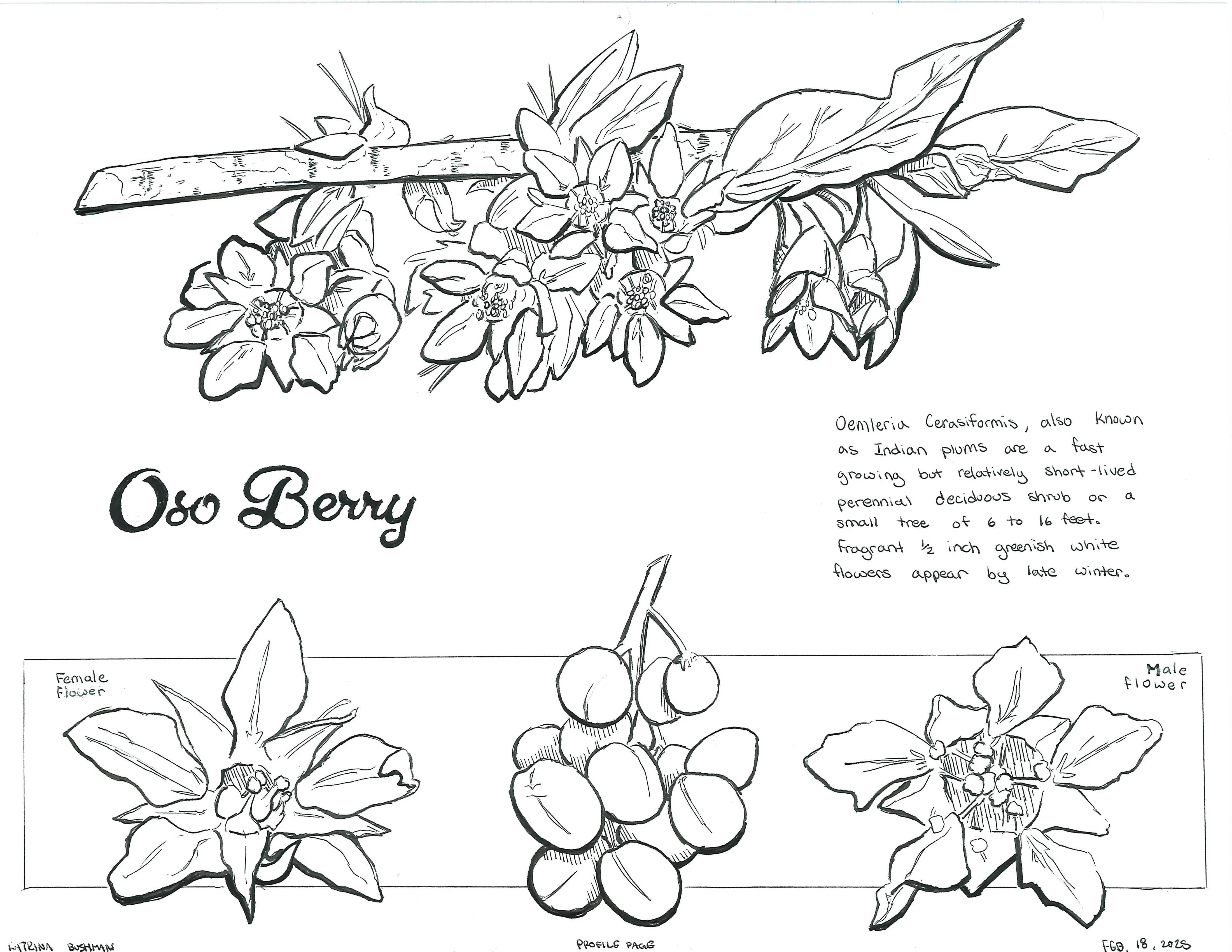 Hand-sketched oso berry plant, detailing branch appearance and female and male flower.